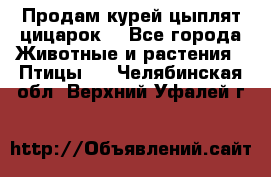 Продам курей цыплят,цицарок. - Все города Животные и растения » Птицы   . Челябинская обл.,Верхний Уфалей г.